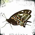Butterfly Grunge Photograph by Dorian Hill Butterfly Grunge Photograph by Dorian Hill