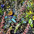 Butterfly in Butterfly Bush Photograph by Marlene Besso Butterfly in Butterfly Bush Photograph by Marlene Besso