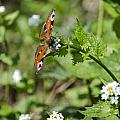 Butterfly Photograph by Spikey Mouse Photography Butterfly Photograph by Spikey Mouse Photography