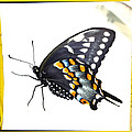 Butterfly Mellow Yellow Photograph by Dorian Hill Butterfly Mellow Yellow Photograph by Dorian Hill