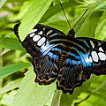 Butterfly on Leaf Photograph by Lars Lentz Butterfly on Leaf Photograph by Lars Lentz