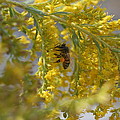 Visiting Bee on Goldenrod Photograph by Valerie Collins Visiting Bee on Goldenrod Photograph by Valerie Collins