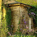 Cabin in the Back Photograph by Rodney Lee Williams Cabin in the Back Photograph by Rodney Lee Williams