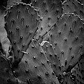 Cactus 5264 by Timothy Bischoff Cactus 5264 by Timothy Bischoff