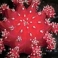 Cactus Beauty  by Michele Penn