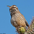 Cactus Wren Singing Photograph by Jeff Goulden Cactus Wren Singing Photograph by Jeff Goulden