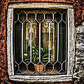 Caged Plant Photograph by Eye Olating Images Caged Plant Photograph by Eye Olating Images