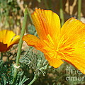 California poppy in Europe by De La Rosa Concert Photography California poppy in Europe by De La Rosa Concert Photography