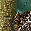 Caligo atreus Photograph by Amanda Mohler Caligo atreus Photograph by Amanda Mohler