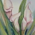 Calla Lilies by Heather Gallup Calla Lilies by Heather Gallup