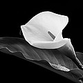 Calla lily flower Photograph by Michalakis Ppalis Calla lily flower Photograph by Michalakis Ppalis