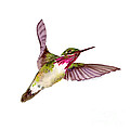Calliope Hummingbird Painting by Amy Kirkpatrick Calliope Hummingbird Painting by Amy Kirkpatrick