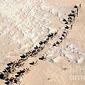 Camels walking in Desert by HELGE Art Gallery Camels walking in Desert by HELGE Art Gallery