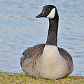 Canada Goose Resting By The Lake Photograph by Kathy Baccari Canada Goose Resting By The Lake Photograph by Kathy Baccari