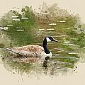 Canada Goose Watercolor Art by Christina Rollo Canada Goose Watercolor Art by Christina Rollo