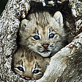 Canada Lynx Kitten Pair by Konrad Wothe Canada Lynx Kitten Pair by Konrad Wothe