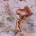 Canadian Maple by Heather Gallup Canadian Maple by Heather Gallup