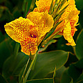 Canna Blossom Photograph by Mary Jo Allen Canna Blossom Photograph by Mary Jo Allen