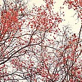 canopy trees II by Priska Wettstein canopy trees II by Priska Wettstein