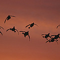 Canvasbacks Landing At Sunrise by Tom Vezo Canvasbacks Landing At Sunrise by Tom Vezo