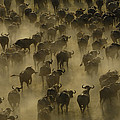 Cape Buffalo Herd Stampeding Africa Photograph by Pete Oxford Cape Buffalo Herd Stampeding Africa Photograph by Pete Oxford