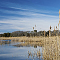 Cape May Marshes by Jennifer Ancker Cape May Marshes by Jennifer Ancker