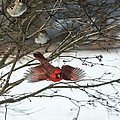 Cardinal in Flight Photograph by Holden The Moment Cardinal in Flight Photograph by Holden The Moment