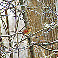 Cardinal in Winter Photograph by Aimee L Maher ALM GALLERY Cardinal in Winter Photograph by Aimee L Maher ALM GALLERY