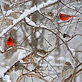 Cardinal Meeting In The Snow by Betsy Knapp Cardinal Meeting In The Snow by Betsy Knapp