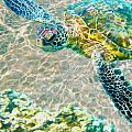 Beautiful Sea Turtle Mixed Media by Jon Neidert Beautiful Sea Turtle Mixed Media by Jon Neidert