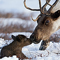 Caribou Mother Nuzzling Calf Photograph by Sergey Gorshkov Caribou Mother Nuzzling Calf Photograph by Sergey Gorshkov