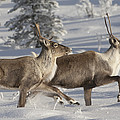 Caribou Running In Snow Alaska by Michael Quinton Caribou Running In Snow Alaska by Michael Quinton