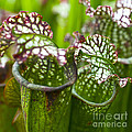 Carnivorous plants Photograph by Heiko Koehrer-Wagner Carnivorous plants Photograph by Heiko Koehrer-Wagner