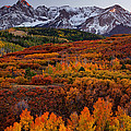 Carpet of Color Photograph by Darren White Carpet of Color Photograph by Darren White