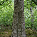Tennessee Dunbar Cave Carved Tree Photograph by Valerie Collins Tennessee Dunbar Cave Carved Tree Photograph by Valerie Collins