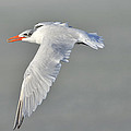 Caspian Tern in Flight Photograph by Bradford Martin Caspian Tern in Flight Photograph by Bradford Martin
