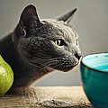 Cat and Pears Photograph by Nailia Schwarz Cat and Pears Photograph by Nailia Schwarz