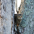 Cat On The Lookout Photograph by Holden The Moment Cat On The Lookout Photograph by Holden The Moment