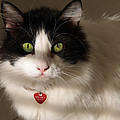Cat's Eye Photograph by Karen Zuk Rosenblatt Cat's Eye Photograph by Karen Zuk Rosenblatt
