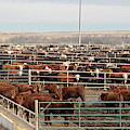 Cattle Feedlot Photograph by Science Photo Library