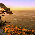 Cedar Tree atop Mt. Magazine - Arkansas - Autumn Photograph by Jason Politte Cedar Tree atop Mt. Magazine - Arkansas - Autumn Photograph by Jason Politte