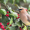 Cedar Waxwing in Holly Tree by Terry DeLuco