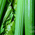 Celery Sticks - Food - Snaclk by Barbara Griffin Celery Sticks - Food - Snaclk by Barbara Griffin