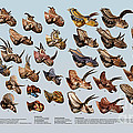 Ceratopsian Cornucopia Digital Art by Julius Csotonyi Ceratopsian Cornucopia Digital Art by Julius Csotonyi
