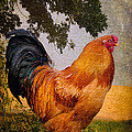 Chanticleer In Blue Photograph by Lois Bryan Chanticleer In Blue Photograph by Lois Bryan
