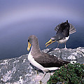 Chatham Albatross Pair On Cliff Chatham Photograph by Tui De Roy Chatham Albatross Pair On Cliff Chatham Photograph by Tui De Roy