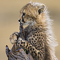Cheetah Cub Maasai Mara Reserve Photograph by Suzi Eszterhas Cheetah Cub Maasai Mara Reserve Photograph by Suzi Eszterhas