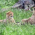 Cheetah Cubs Photograph by Stacy Abbott