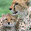 Cheetah Mother And Cub Photograph by Yva Momatiuk John Eastcott Cheetah Mother And Cub Photograph by Yva Momatiuk John Eastcott