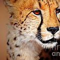 Cheetah portrait Photograph by Johan Swanepoel Cheetah portrait Photograph by Johan Swanepoel